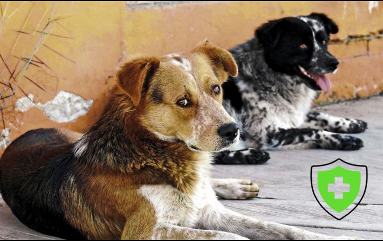 Esta iniciativa de chihuahua busca fortalecer los derechos de las mascotas en colaboración con organizaciones de la sociedad civil. EL INFORMADOR / ARCHIVO