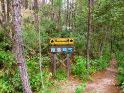 El Parque Estatal Bosque de Arce o Bosque del Maple, según la SEMADET Jalisco, es un paisaje natural que tiene un bosque mesófilo de montaña, ecosistema con extensa diversidad biológica, en donde habitan gran número de especies. CORTESÍA /  Gobierno de Jalisco y Semadet