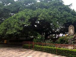 La Academia Mexicana de Paisaje (ACAMPA) el Comité de Vigilancia en Materia de Áreas Naturales Protegidas; Parques, Jardines y Recursos Forestales del Municipio de Guadalajara, se dieron la tarea de seleccionar a los árboles 