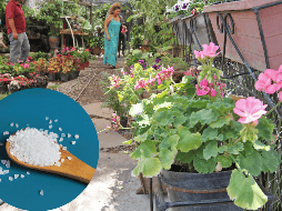 El uso de sal en las plantas favorece a su crecimiento y aumenta la resistencia contra plagas y enfermedades. EL INFORMADOR / ARCHIVO / ESPECIAL