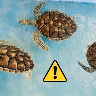 Autoridades detienen contrabando de 320 crías de tortuga en el centro de México