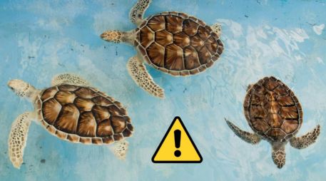 Las tortugas son consideradas de importancia ecológica por su papel en los ecosistemas acuáticos. Pexels y Canva