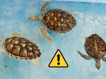Las tortugas son consideradas de importancia ecológica por su papel en los ecosistemas acuáticos. Pexels y Canva