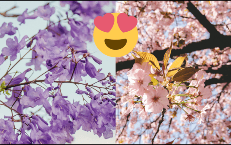 Estos árboles comparten una característica visual impactante, con su explosión de color en primavera, las diferencias son notables. ESPECIAL