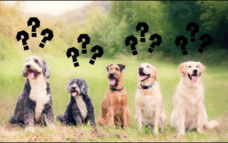 Al final del día, adoptar una mascota es una responsabilidad que debe asumirse con conocimiento y compromiso. CANVA