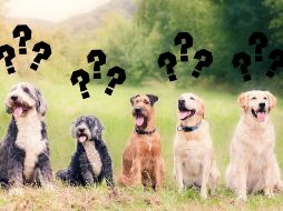 Al final del día, adoptar una mascota es una responsabilidad que debe asumirse con conocimiento y compromiso. CANVA