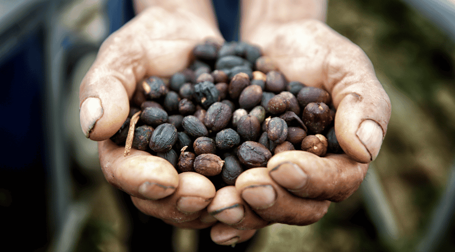 Este es el contexto global del café. EFE/ Gustavo Amador