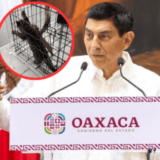 Ambientalistas denuncian venta ilegal de jaguar en Oaxaca; piden su rescate urgente