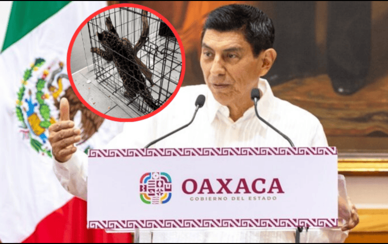 Hasta el momento no se ha puesto al animal a salvo. ESPECIAL / X / @GobOax