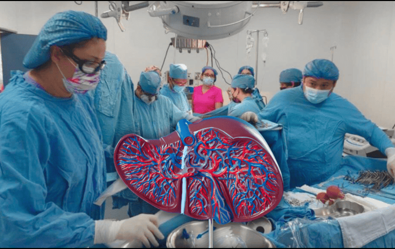 El hígado es un órgano difícil de trasplantar, debido a la complejidad de funciones que cumple en el cuerpo. EL INFORMADOR / ARCHIVO