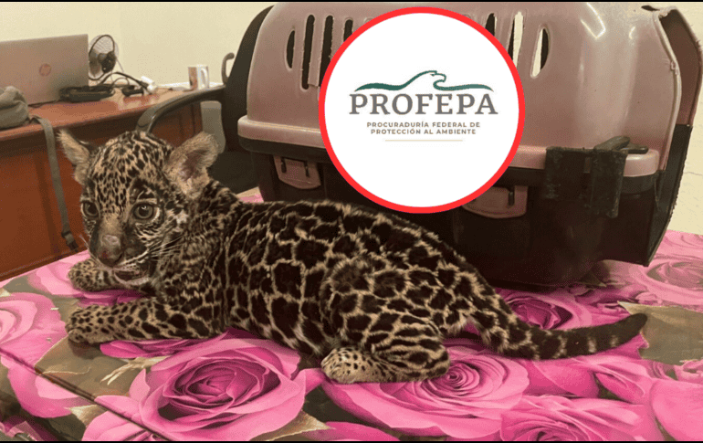 La especie en peligro de extinción quedo al resguardo de Profepa. ESPECIAL / X / @PROFEPA_Mx
