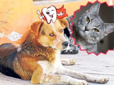 Recuerda que el mal aliento en las mascotas es normal, pero si persiste después de tomar medidas, acude cuanto antes a tu clínica veterinaria más cercana. EL INFORMADOR / ARCHIVO / CANVA