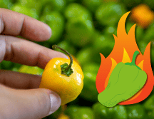 El chile habanero es uno de los más populares en México. NTX / ARCHIVO