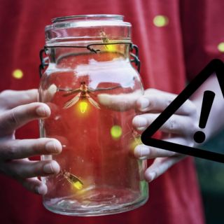 Científicos advierten que podríamos vivir la extinción de las luciérnagas