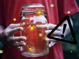 La combinación de pérdida de hábitat, contaminación lumínica y uso indiscriminado de pesticidas ha colocado a las luciérnagas en una situación precaria.  CANVA