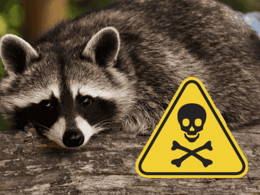 Los mapaches habitan el malecón de Playa Miramar desde 2010. PIXABAY / CANVA