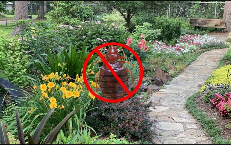 Primavera: Una estación que, además de calor, atrae a varios insectos. UNSPLASH / A. GRACE