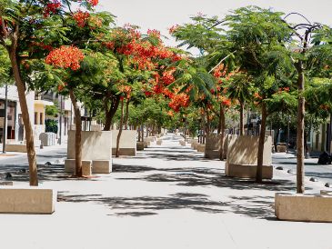 El tabachín es un árbol de la familia de las fabáceas, uno de los más coloridos del mundo por sus flores naranjas o rojas. EL INFORMADOR / ARCHIVO