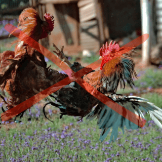 Michoacán prohíbe peleas de gallos y espectáculos violentos con animales