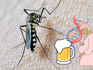 Estudios científicos estiman que cerca del 20% de las personas resultan más apetecibles para los pequeños insectos voladores. ESPECIAL