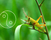 A pesar de que a menudo son vistos como plagas, su presencia en el hogar puede tener significados positivos a nivel espiritual dentro de esta filosofía oriental. ESPECIAL / Canva