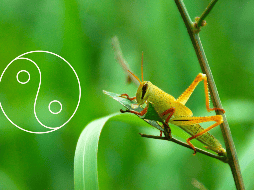 A pesar de que a menudo son vistos como plagas, su presencia en el hogar puede tener significados positivos a nivel espiritual dentro de esta filosofía oriental. ESPECIAL / Canva