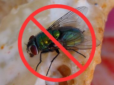 El papel de aluminio no solo sirve para envolver alimentos o cocinar, también puede ser tu aliado contra las moscas. Un recurso sencillo, natural y eficaz para mantener tu hogar libre de estos molestos insectos. CANVA