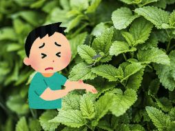 Antes de recurrir a productos químicos para ahuyentar a los mosquitos, es posible optar por una solución natural y económica. Unsplash.