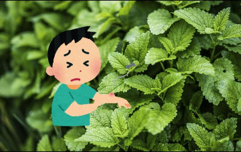 Antes de recurrir a productos químicos para ahuyentar a los mosquitos, es posible optar por una solución natural y económica. Unsplash.