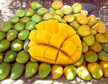 El mango es rico en vitaminas y minerales. EL INFORMADOR / ARCHIVO