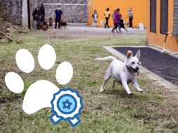 Estas vacaciones de Semana Santa son una invitación abierta a disfrutar de los pequeños placeres de la vida: un buen café, un paseo bajo el sol y la compañía incondicional de tu mascota. SUN /ARCHIVO