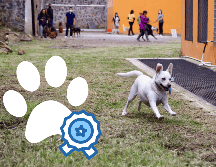 Estas vacaciones de Semana Santa son una invitación abierta a disfrutar de los pequeños placeres de la vida: un buen café, un paseo bajo el sol y la compañía incondicional de tu mascota. SUN /ARCHIVO