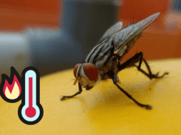 Para evitar la presencia de estos molestos y peligrosos insectos es recomendable retirar todos los residuos de alimentos al terminar de comer. ESPECIAL