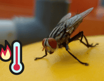 Para evitar la presencia de estos molestos y peligrosos insectos es recomendable retirar todos los residuos de alimentos al terminar de comer. ESPECIAL