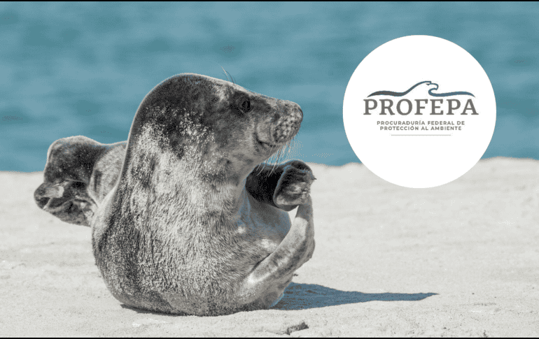 Fueron librados con éxito después de ser capturados por redes de pesca. PIXABAY