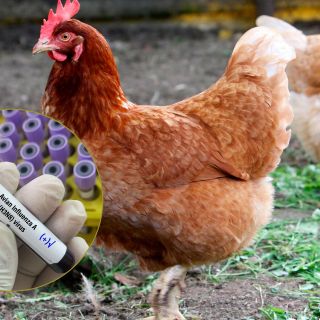 Cómo se habría contagiado de influenza aviar la niña que murió en México