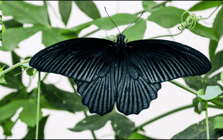 La llegada de una mariposa negra a tu casa, según el Feng Shui, no debe tomarse como una señal negativa, sino como un mensaje de transformación profunda y crecimiento espiritual. CANVA