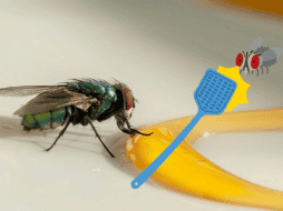 En una sola puesta, una mosca puede poner entre 100 y 500 huevos y este ciclo puede repetirlo numerosas veces durante su vida. ESPECIAL