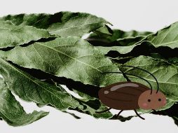 Esta planta posee un aroma fuerte y amargo que resulta insoportable para las cucarachas. Unsplash.