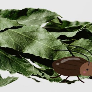 La hierba que ayuda a mantener alejadas a cucarachas y otros insectos