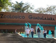 Con la llegada de la primavera, el Zoológico Guadalajara da la bienvenida a diversas crías en sus instalaciones. EL INFORMADOR/ ARCHIVO.