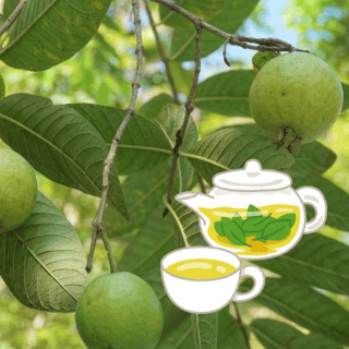 ¿Cuántas hojas de guayaba necesita un té para ser preparado correctamente?