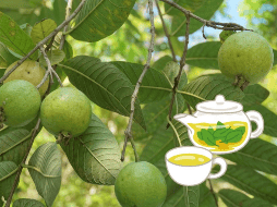 Té de hojas de guayaba: uno de los remedios naturales más efectivos para tratar problemas digestivos. UNSPLASH / A. WULAN ASRI