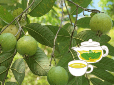 Té de hojas de guayaba: uno de los remedios naturales más efectivos para tratar problemas digestivos. UNSPLASH / A. WULAN ASRI