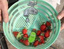 La Cisticercosis, E.coli, Hepatitis A y la Giardia Lamblia, son algunos de los organismos que podemos adquirir si no limpiamos la fruta o verdura como se debe. EL INFORMADOR / ARCHIVO