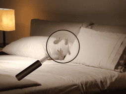 Conoce las maneras de acabar con esta molesta plaga. ESPECIAL / CANVA