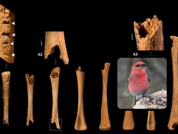 Los hallazgos del ave Pinicola enucleator, aportan una prueba directa de la presencia de especies árticas en latitudes meridionales. EFE / IPHES-BÚSQUEDA / M. Marqueta