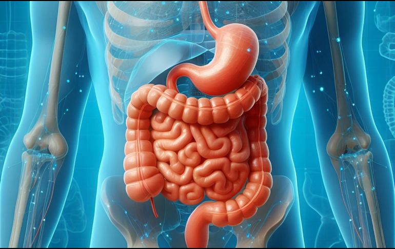 El aumento de dietas poco saludables y la falta de actividad física han contribuido a una mayor incidencia de hígado graso, una condición que puede evolucionar hacia problemas más graves si no se trata adecuadamente. Pixabay