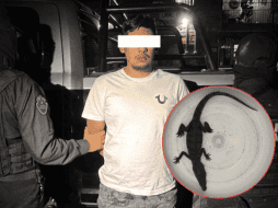 Durante la revisión, los oficiales constataron que el sujeto transportaba un cocodrilo, el cual le fue asegurado de forma precautoria. ESPECIAL