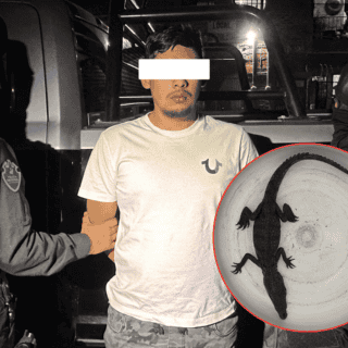 Policía Estatal asegura un "mini" cocodrilo en Tonalá